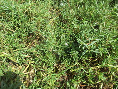 Trianthema portulacastrum