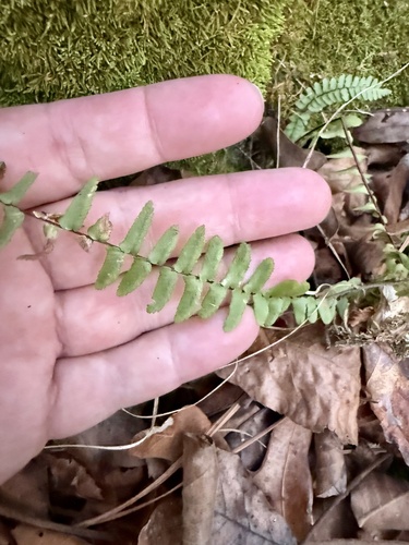 Asplenium platyneuron