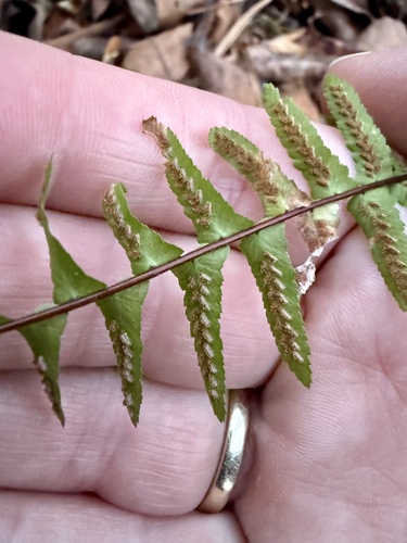 Foto de Asplenium platyneuron