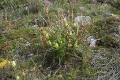 Castilleja hyparctica