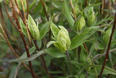 Castilleja hyparctica