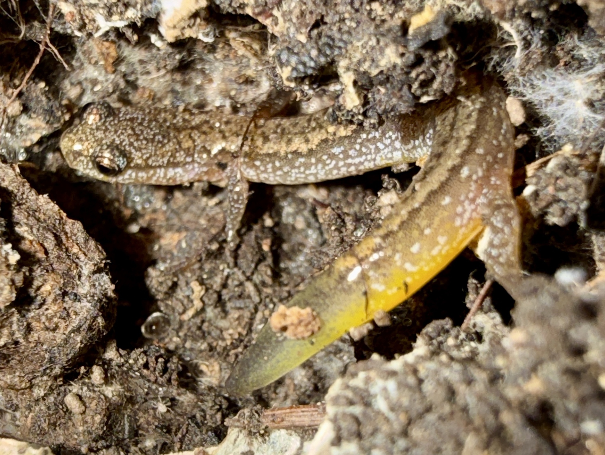 Eurycea multiplicata (Cope, 1869)