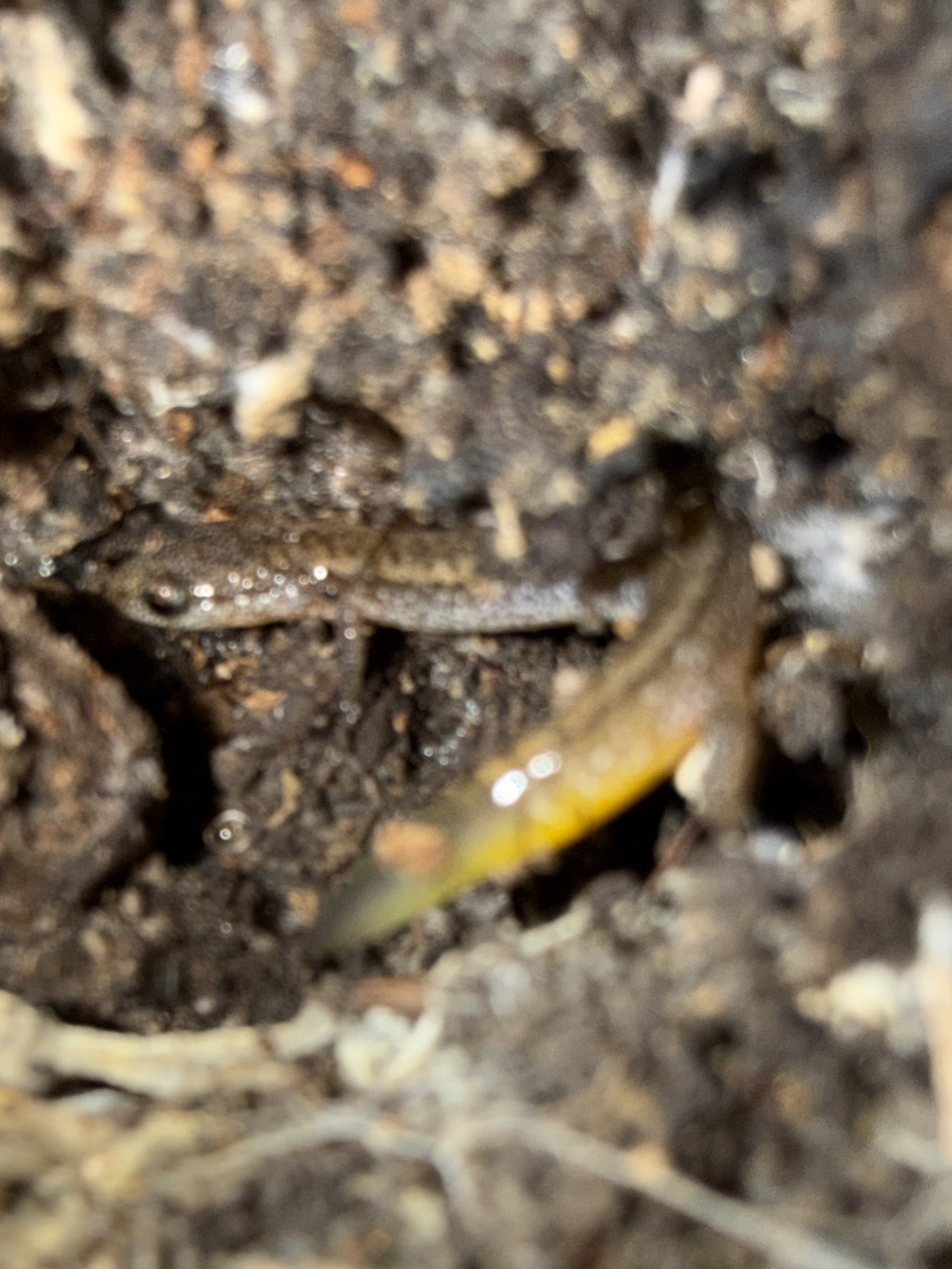 Eurycea multiplicata (Cope, 1869)
