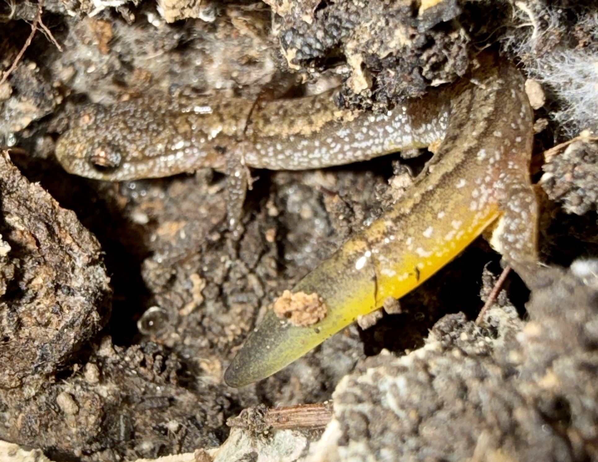Eurycea multiplicata (Cope, 1869)