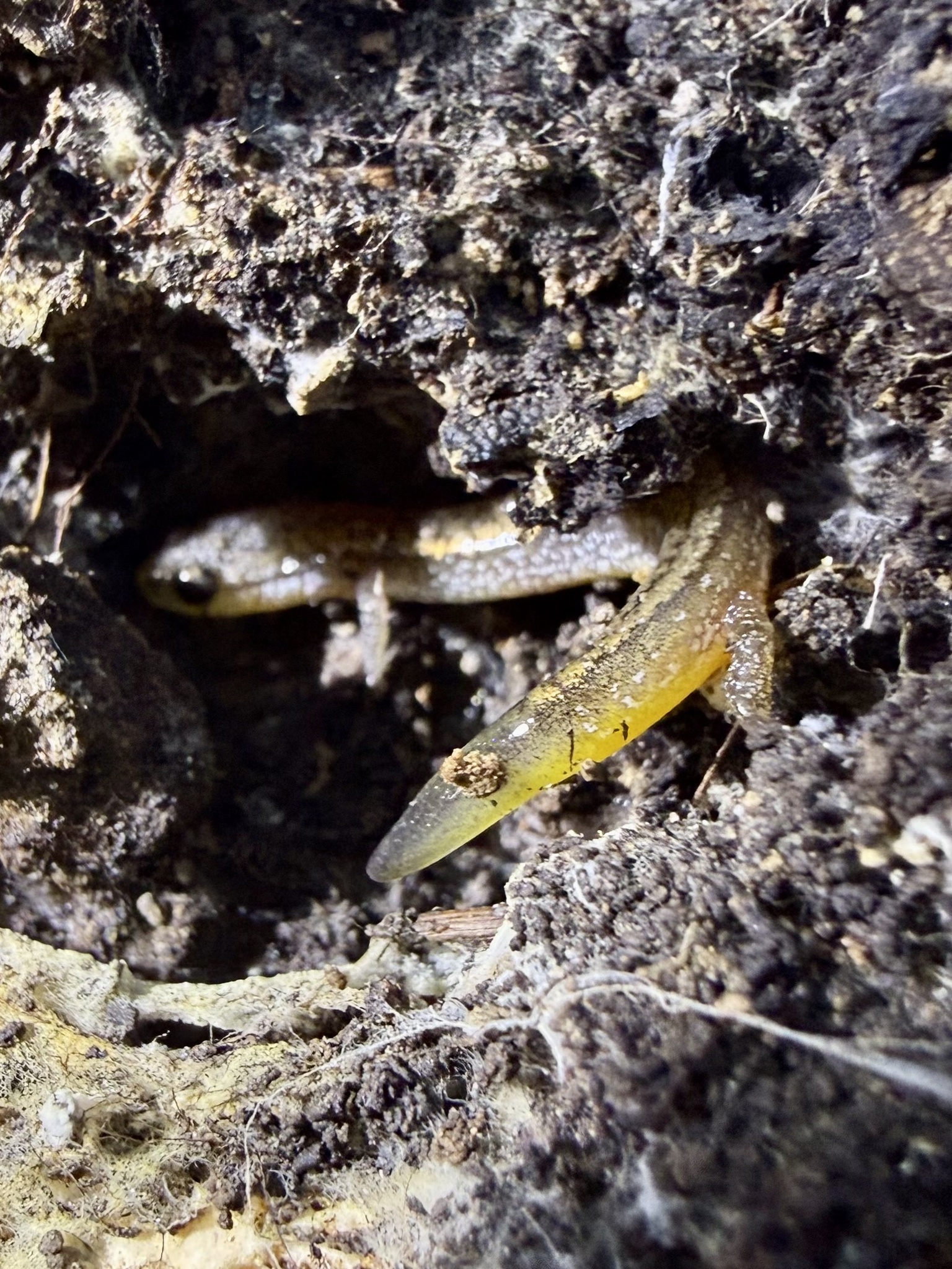 Eurycea multiplicata (Cope, 1869)