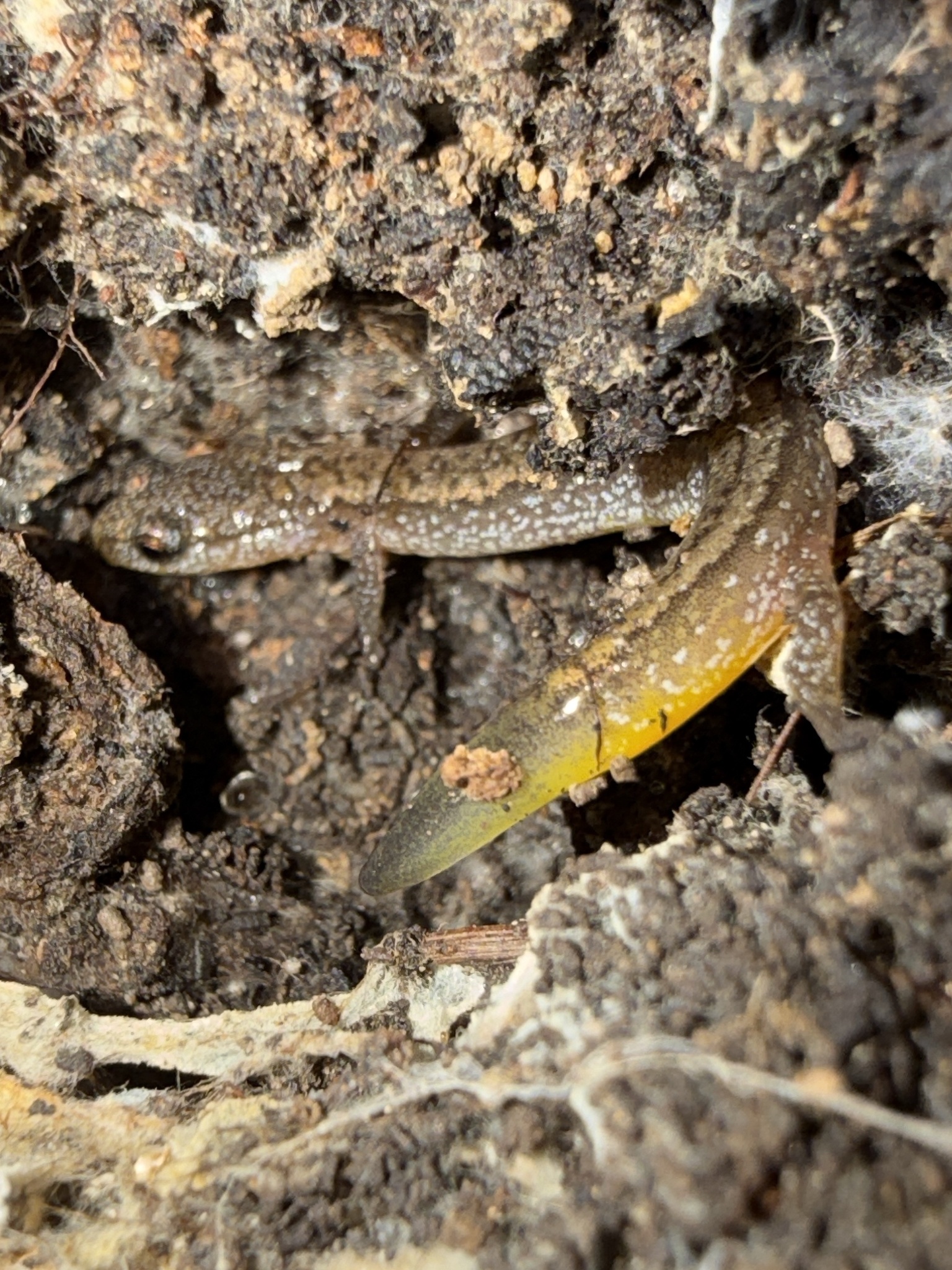 Eurycea multiplicata (Cope, 1869)