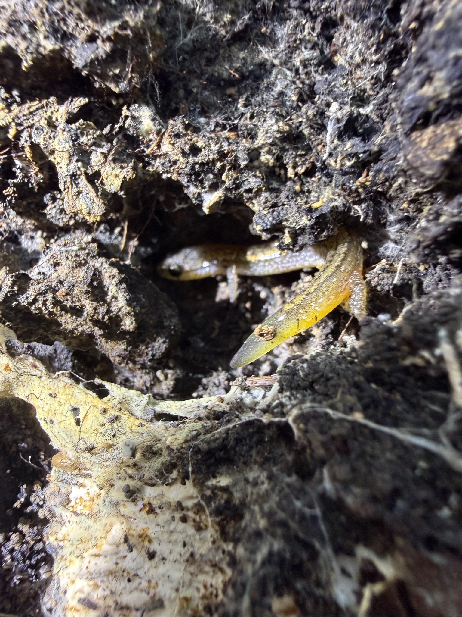 Eurycea multiplicata (Cope, 1869)