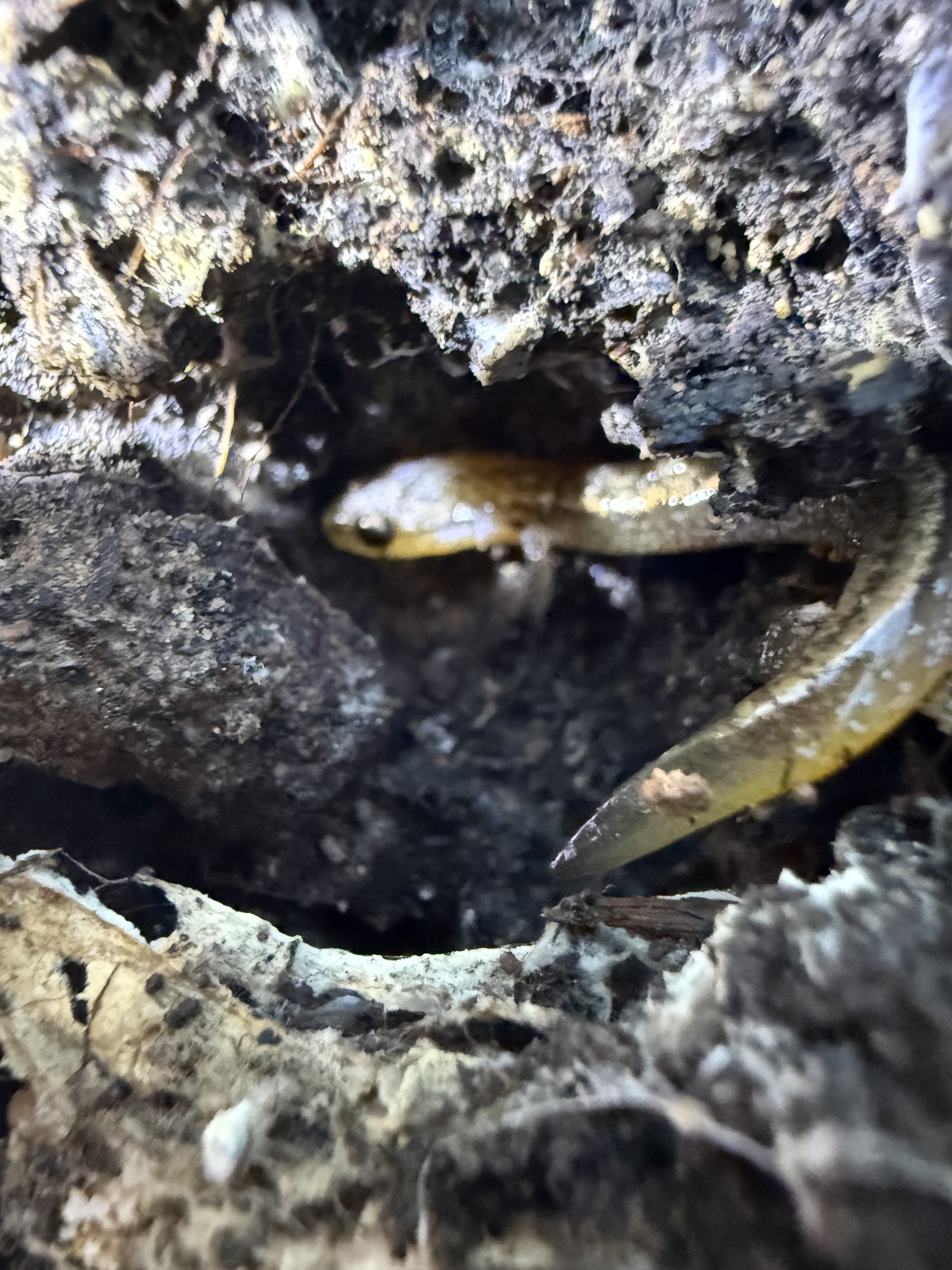 Eurycea multiplicata (Cope, 1869)