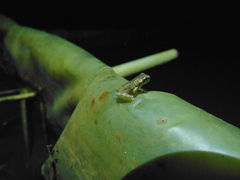 Dendropsophus bogerti