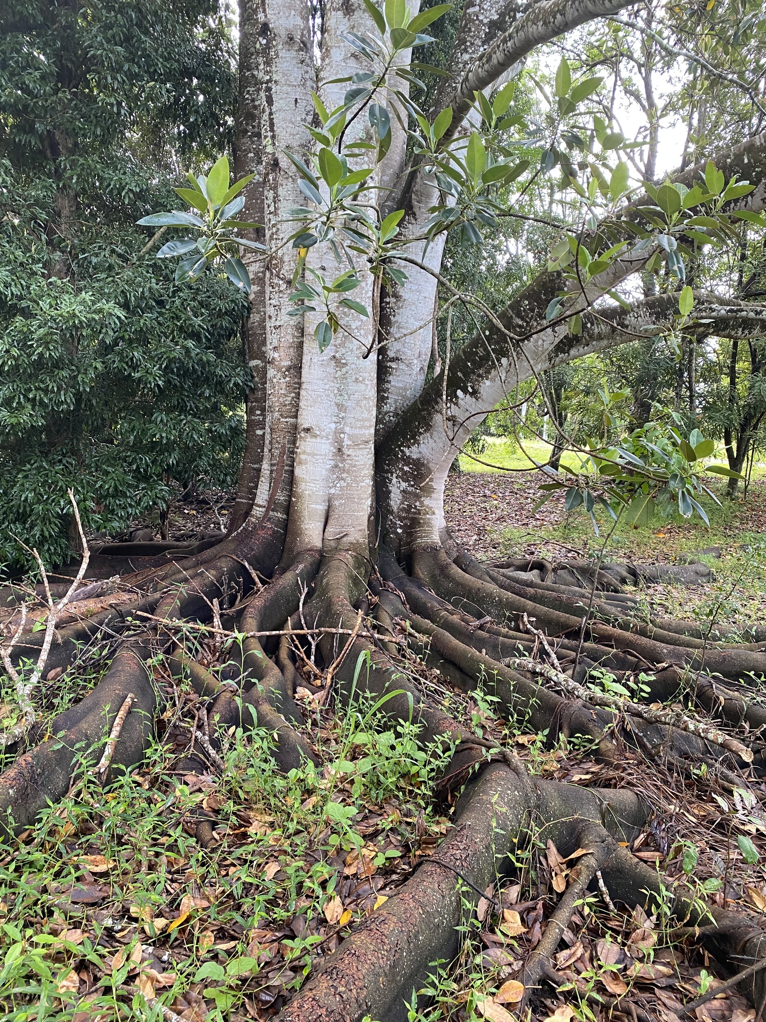 Imagem de Figueira-estranguladora