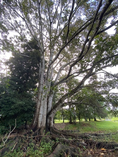Foto de Figueira-estranguladora
