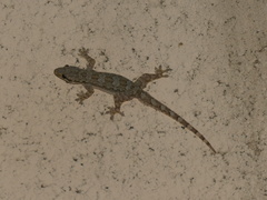 Hemidactylus platyurus