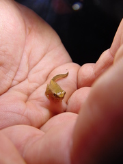 Dendropsophus bogerti