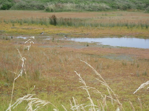 Pied Stilt (Himantopus leucocephalus), photo 4