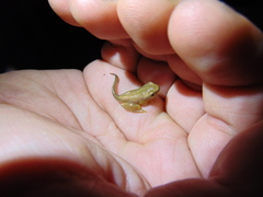 Dendropsophus bogerti