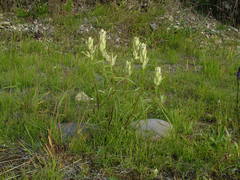 Castilleja hyparctica