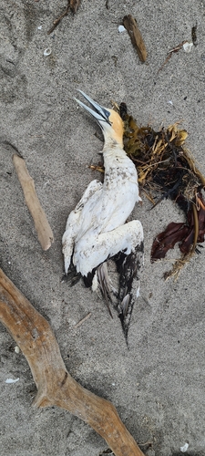 Australasian Gannet (Morus serrator), photo 6