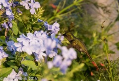 Orthorhyncus cristatus