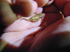 Dendropsophus bogerti