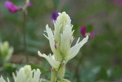 Castilleja hyparctica