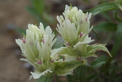 Castilleja hyparctica