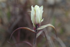 Castilleja hyparctica