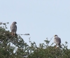 Melierax poliopterus