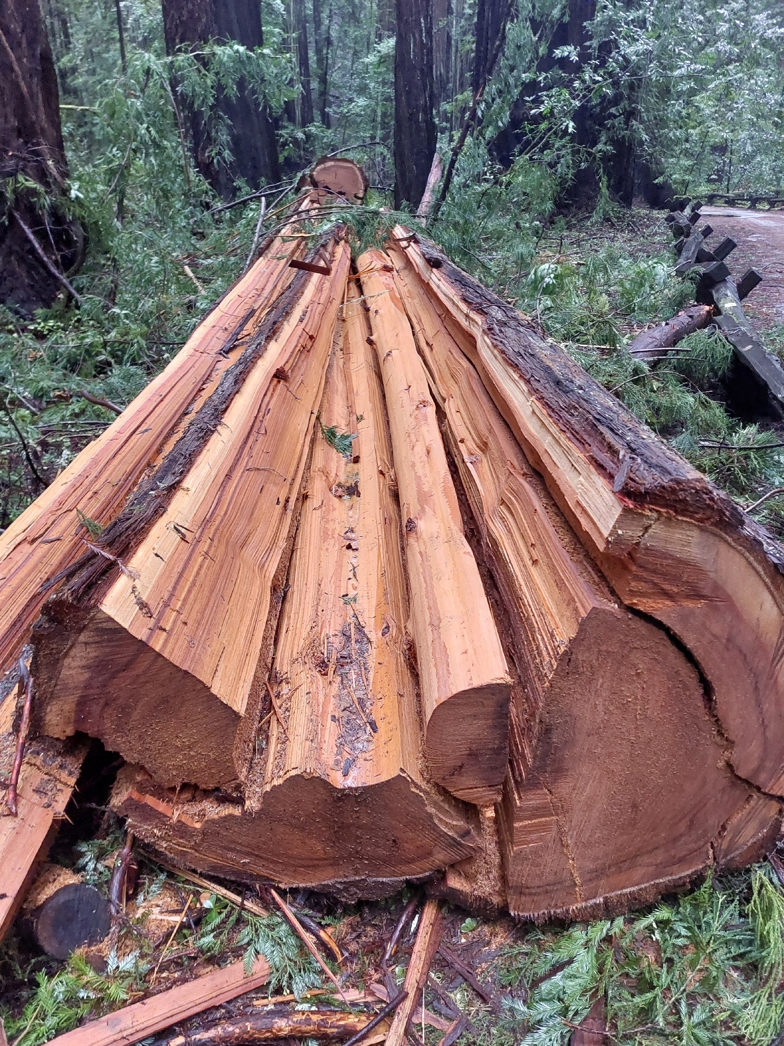 Imagem de sequoia