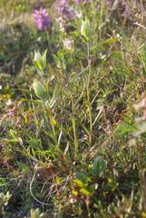 Castilleja hyparctica