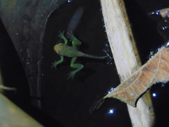 Dendropsophus bogerti