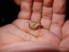 Dendropsophus bogerti