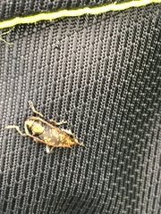 Kenyavelleda jirouxi