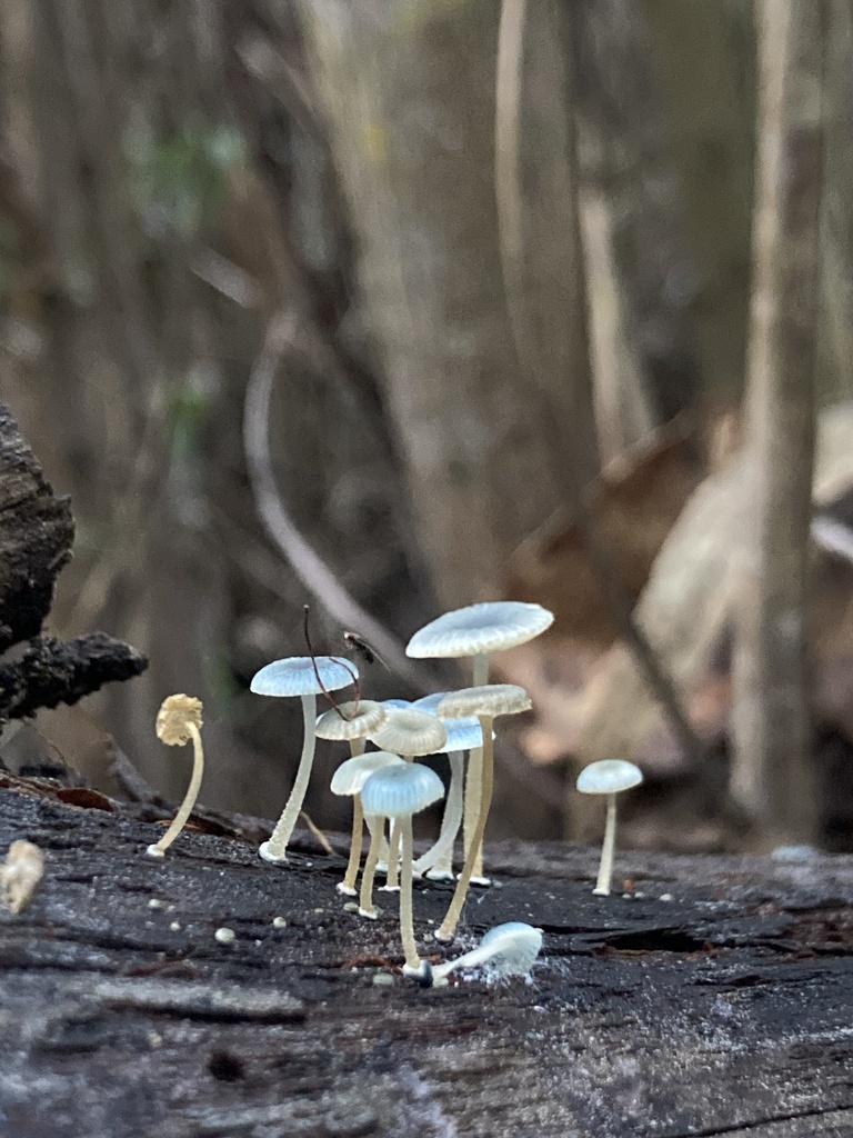 Mycena cyanocephala · June 2025 · photo: © soldemarmaulina (iNaturalist, cc-by)