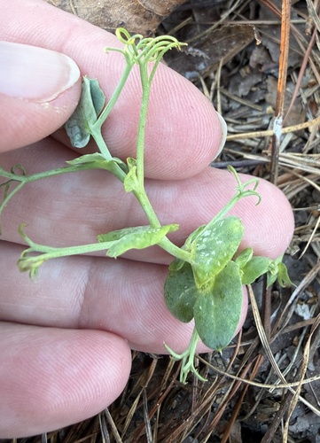 Pea