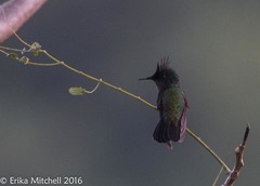 Orthorhyncus cristatus