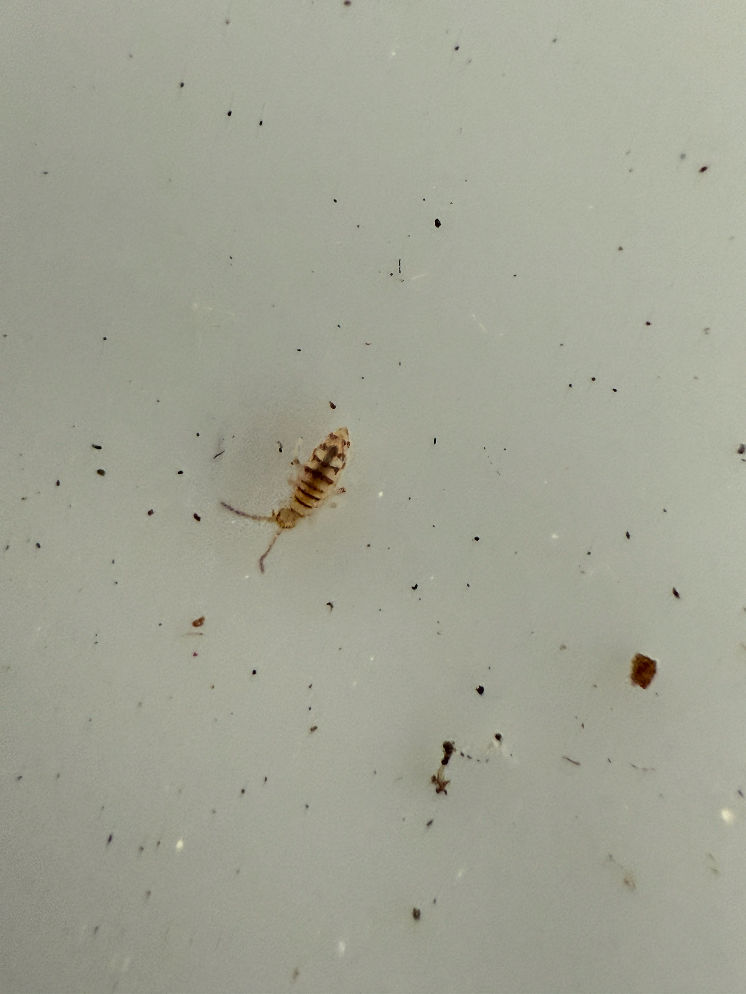 Entomobrya atrocincta Schött, 1896