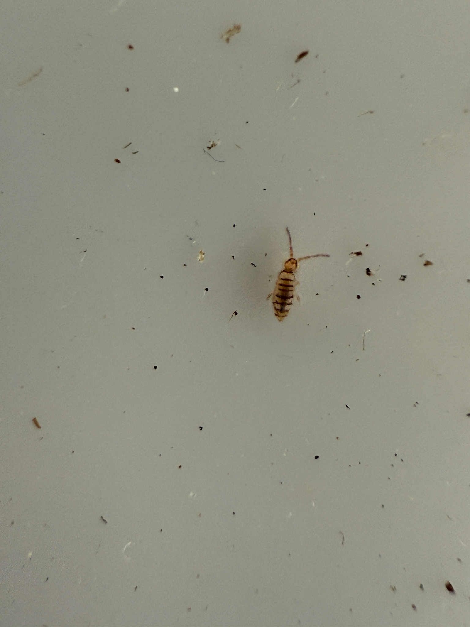 Entomobrya atrocincta Schött, 1896
