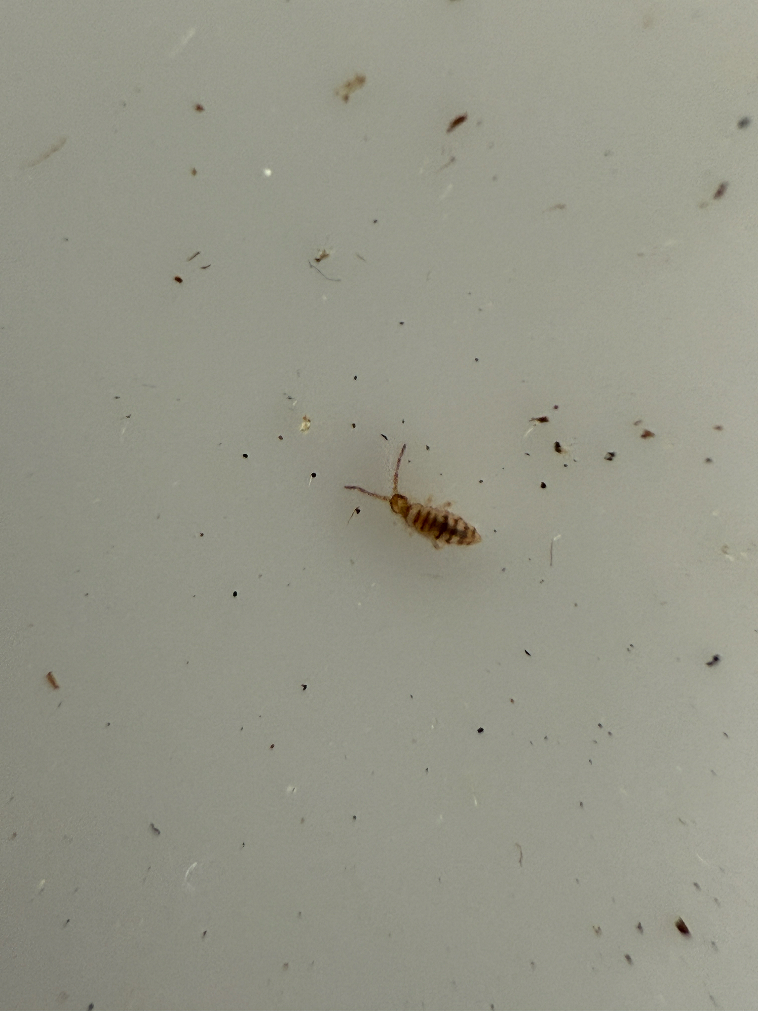 Entomobrya atrocincta Schött, 1896