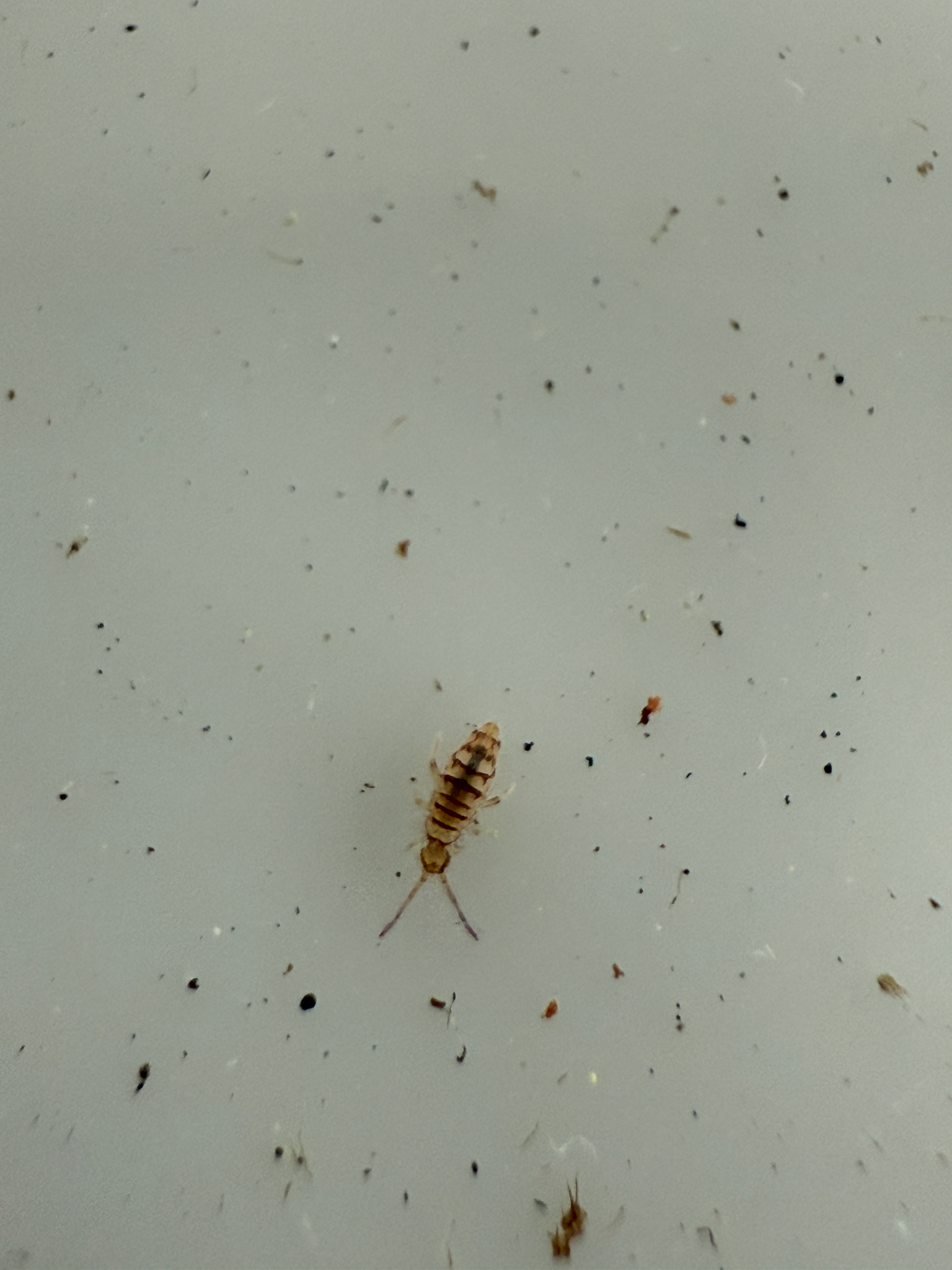 Entomobrya atrocincta Schött, 1896