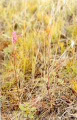 Castilleja rubra