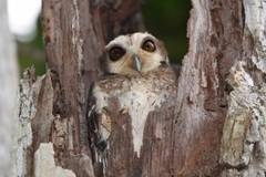 Margarobyas lawrencii