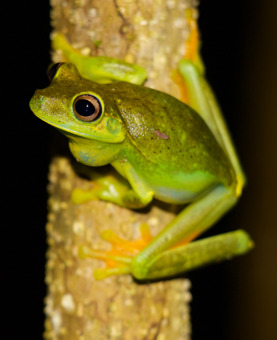 Boana albomarginata (Spix, 1824)