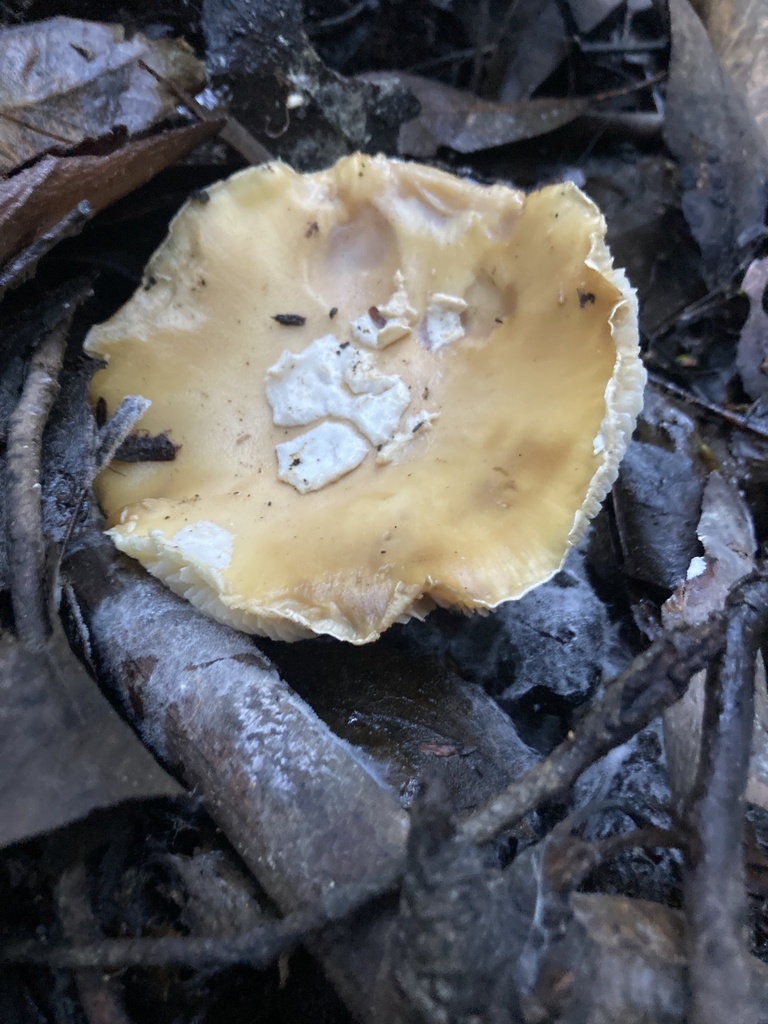 Amanita toxica · June 2025 · photo: © soldemarmaulina (iNaturalist, cc-by)