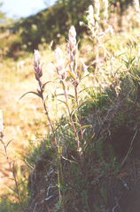 Castilleja rubra