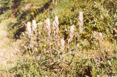Castilleja rubra
