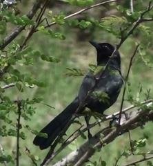 Laniarius funebris