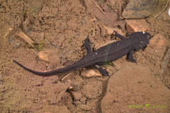 Wenxian Knobby Newt photo 1