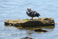 Tachyeres brachypterus