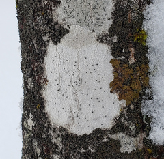 Lecanora circumborealis