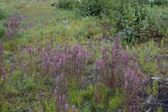 Castilleja rubra